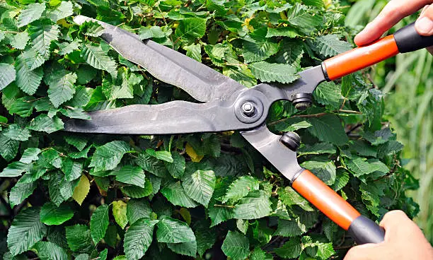 Caucasian hand cutting  the hornbeam hedge with sharp scissors in summer.
