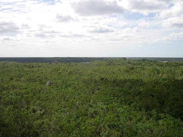 Rainforest Landscape from Nohoc Mul pyramid in Coba, Mexico