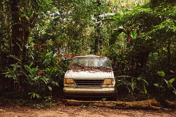 Shot in Mexico jungle.