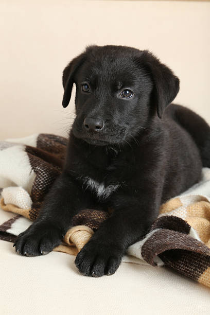 istock Beautiful black labrador puppy on plaid 502316964