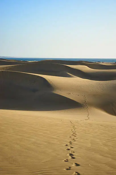 Large sandy and wavy dunes at south-beach of Gran Canaria but lookalike desert SaharaLarge sandy and wavy dunes at south-beach of Gran Canaria but lookalike desert Sahara
