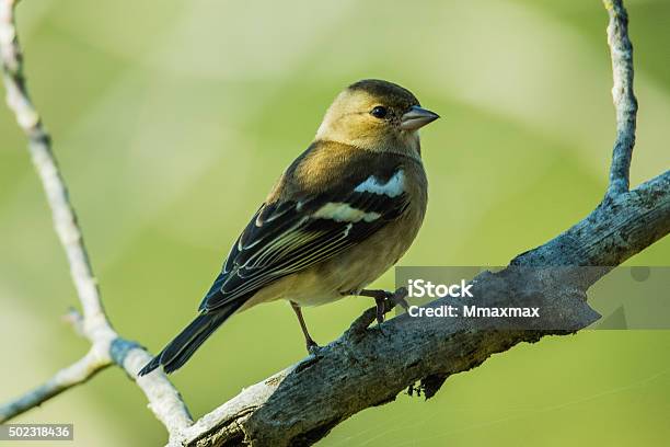 Chaffinch On The Tree Stock Photo - Download Image Now - 2015, Bird, Chaffinch