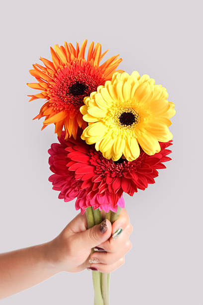 istock gerbera flower in hand on isolated white background 502319780
