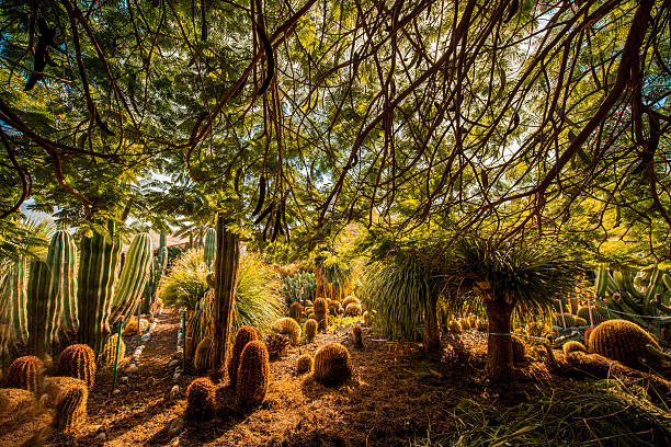 istock Cactus garden on Gran Canaria island 502320194