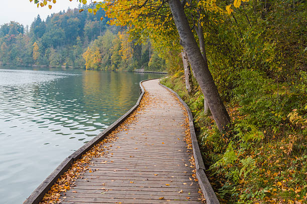 istock Walkway by the lake. 502320404