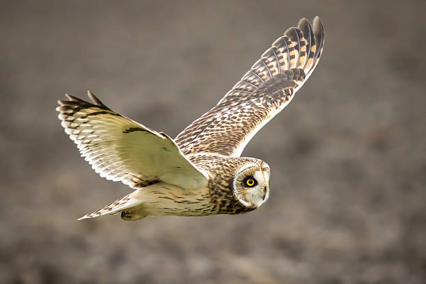 istock Short-eared Owl Asio flammeus flying 502322148