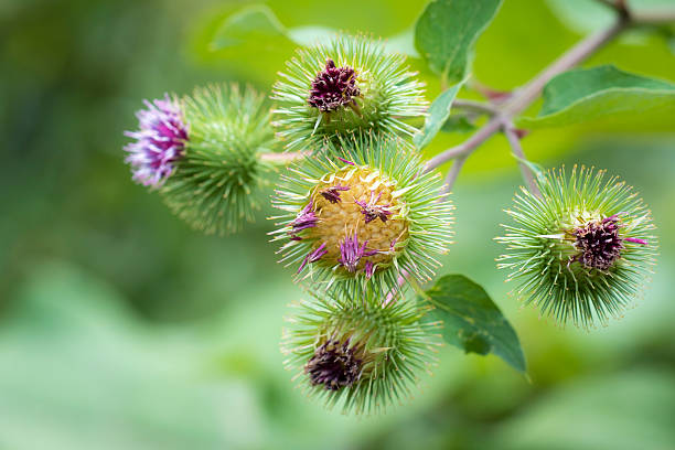 istock Arctium lappa or greater burdock flower 502322976
