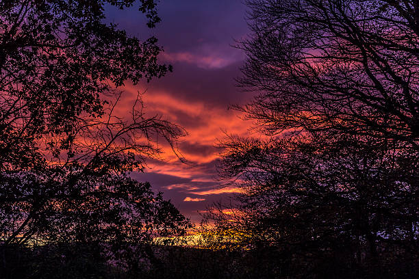 Sunset from Boreland Through Silhouetted Trees stock photo