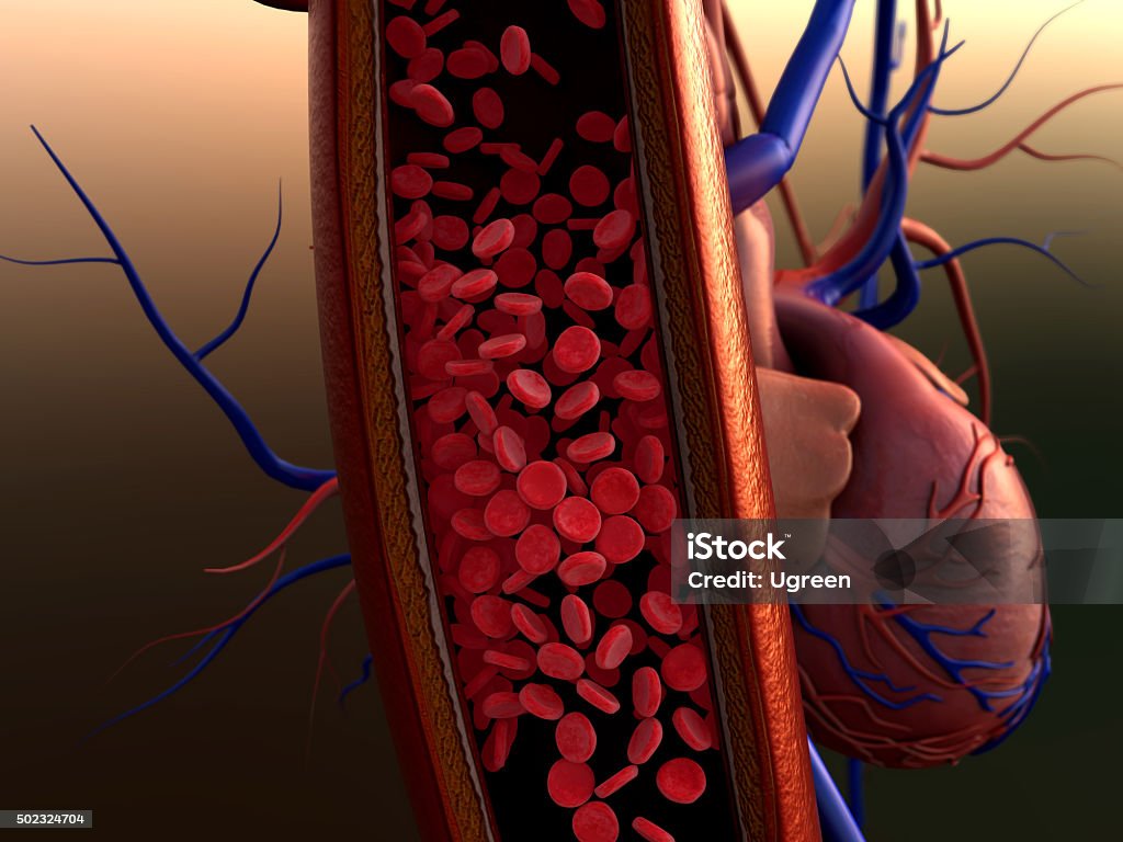 erythrocytes in the vein blood vessels, artery shown with a cut out section, Contraction of blood vessels on a heart background Blood Stock Photo
