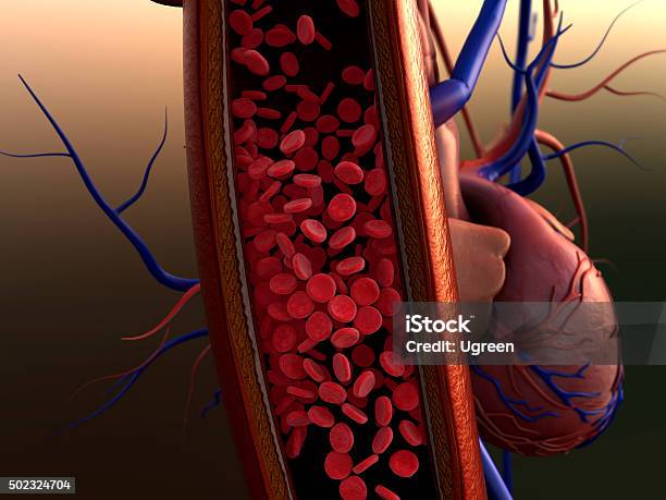 Erythrocytes In The Vein Stock Photo - Download Image Now - Blood, Blood Clot, Three Dimensional