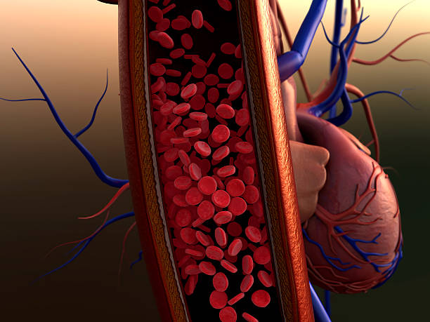 erytrocytów w żyłę - human blood vessel human artery human cardiovascular system human vein zdjęcia i obrazy z banku zdjęć