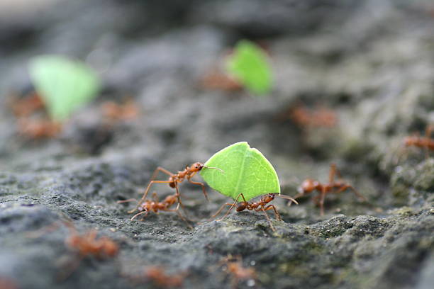 istock Pair of Ants Working in Team 502324872