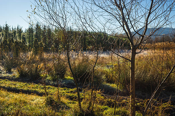 istock Frost on the grass in the early morning 502325218