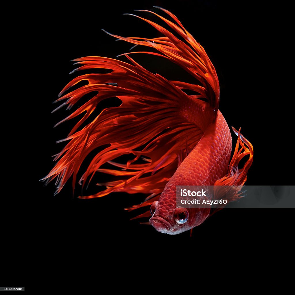 Betta fish Betta fish, siamese fighting fish, betta splendens 2015 Stock Photo