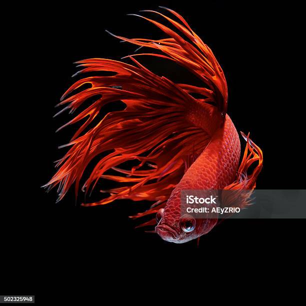 Betta Fish Stock Photo - Download Image Now - 2015, Aggression, Animal