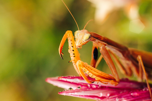 Adult Praying Mantis in praying pose.