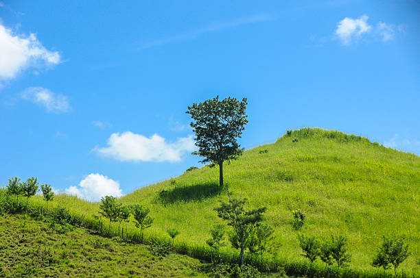 istock Tree at the hill and blue sky 502326736