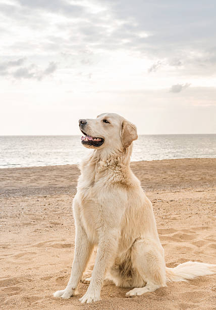 istock white dog on the beach 502327756