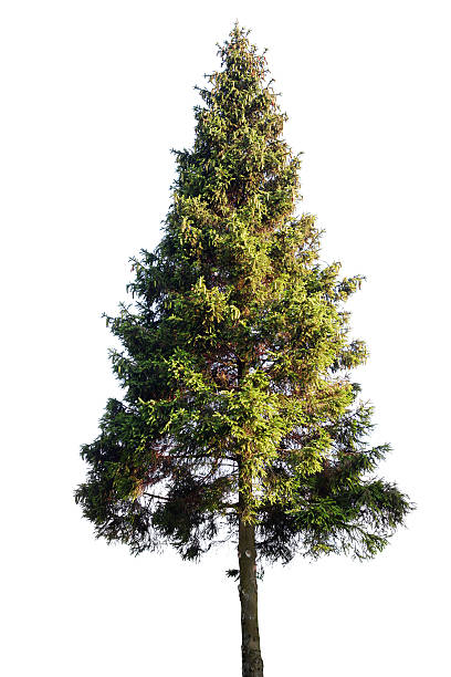 Fir tree Fir tree isolated on white spruce stock pictures, royalty-free photos & images