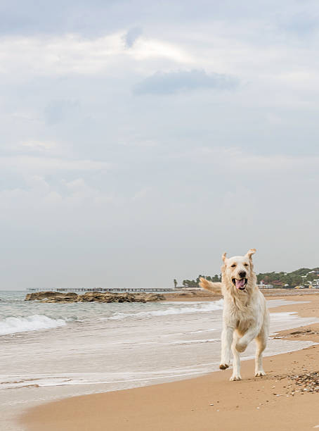 istock white dog on the beach 502327944