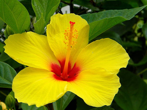 istock Beautiful yellow hibiscus flower 502328030