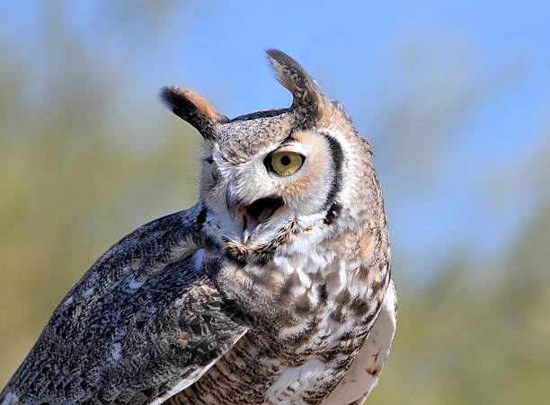 Vocal Great-Horned Owl stock photo