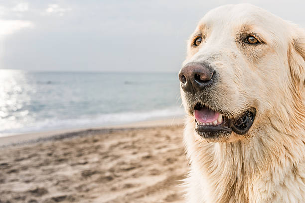 istock white dog on the beach 502328790