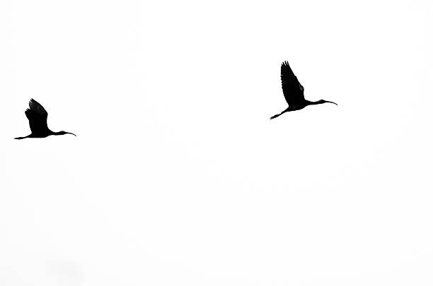 istock Pair of Silhouetted White-Faced Ibis Flying on a White Background 502329044