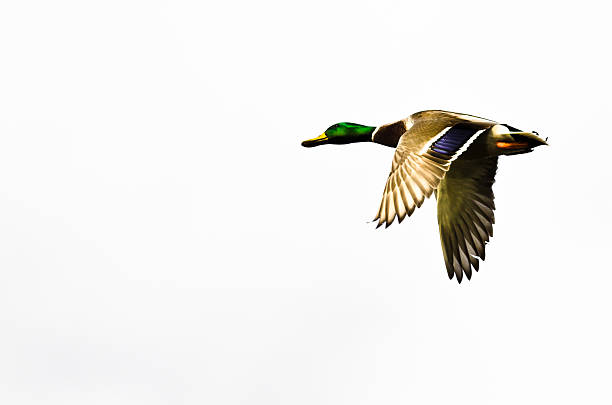 istock Mallard Duck Flying on a White Background 502329164