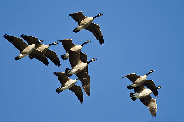 istock Flock of Canada Geese Flying in a Blue Sky 502329226