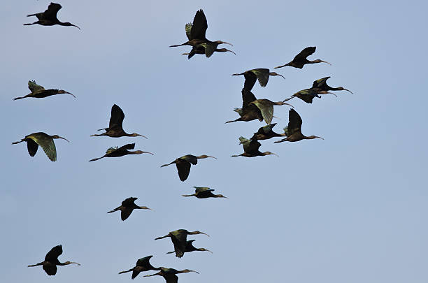 istock Flock of White-Faced Ibis Flying in a Blue Sky 502329374