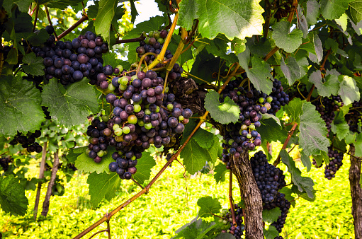 Red wine: Grapes in the vineyard before harvest