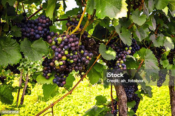 Foto de Vinho Tinto Uvas No Vinhedo Antes Que A Colheita e mais fotos de stock de Uva - Uva, Vinho Tinto, Vinha