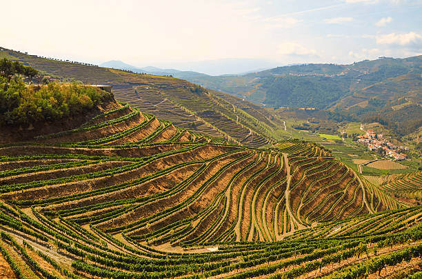 valle del douro: vigneti vicino al fiume duero e pinhao, portogallo - glen trool foto e immagini stock