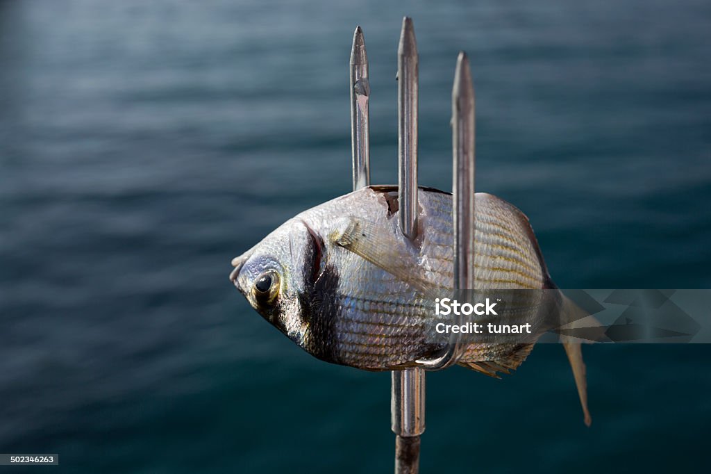 Spear Fishing Stock Photo - Download Image Now - Fishing, Spear, Color  Image - iStock