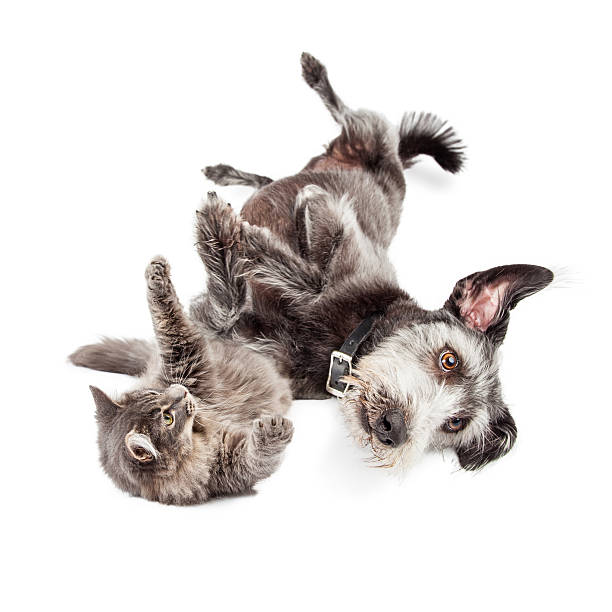 istock Playful Cat and Dog Rolling Around Together 502347082