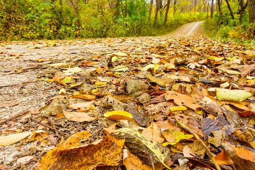 Leaves fallen together alongside trail in forest preserve, October in northern Illinois, for recreational and seasonal themes