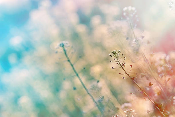 istock Beautiful nature - little white flowers 502347349