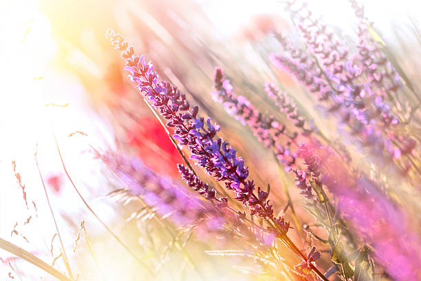 istock Purple meadow flowers illuminated with sun rays 502347363