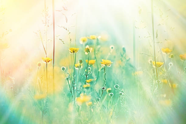istock Beautiful yellow flower and grass - beautiful meadow 502347367