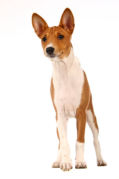 istock Little Basenji puppy on white 502348521