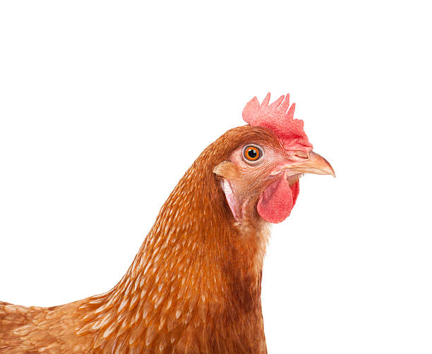 istock head of chicken hen livestock 502348950
