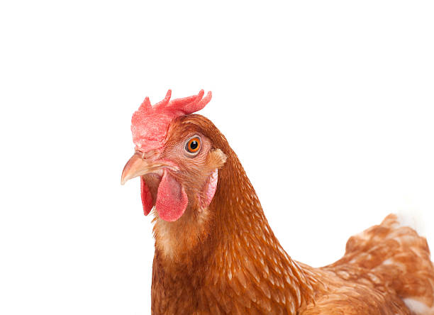 istock brown chicken hen standing isolated white background use for far 502349018