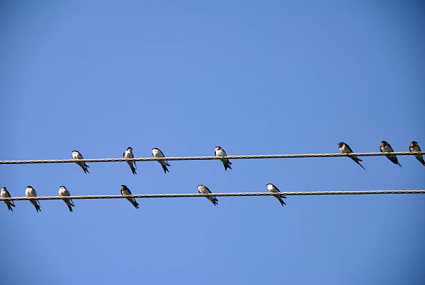istock Swallows on the wires 502349377