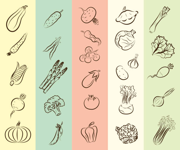 vegetables vector hand drawn set of vector icons on the theme of vegetables pickled turnip stock illustrations