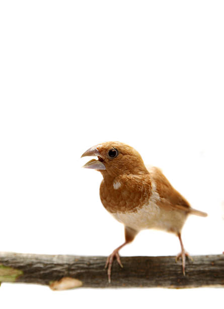 istock White-rumped Munia, Lonchura striata 502349647