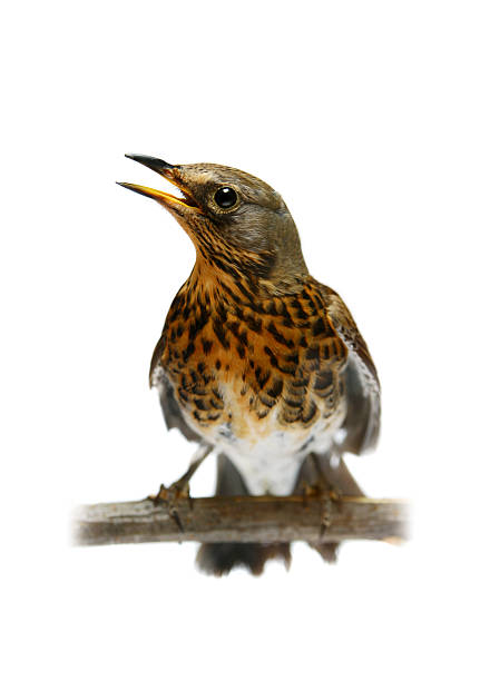 istock The female Fieldfare on white 502349663