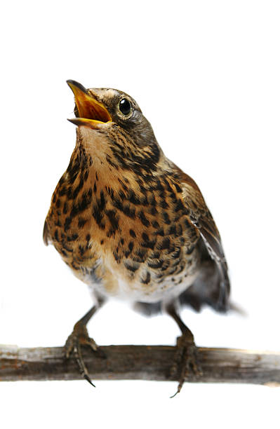 istock The female Fieldfare on white 502349665