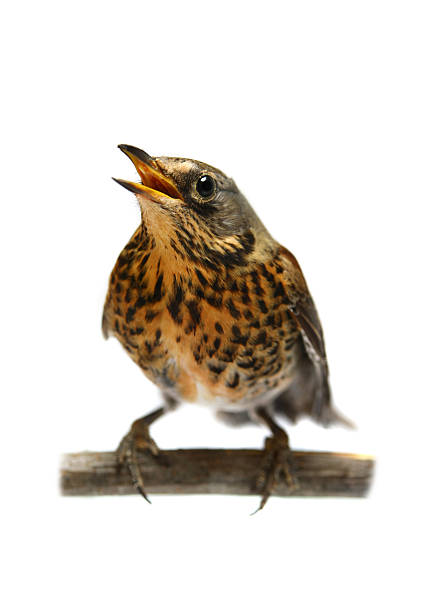 istock The female Fieldfare on white 502349671