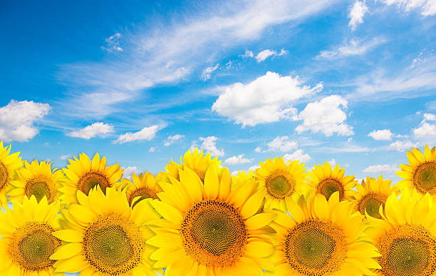 istock Yellow sunflowers on sunny day in nature with dramatic sky 502349745